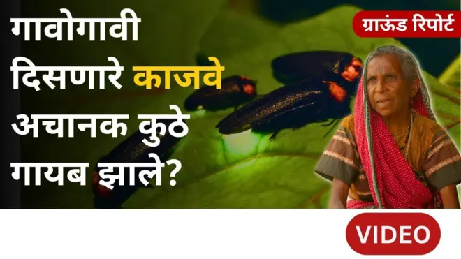 एकेकाळी गावागावांत आणि घरांमध्ये दिसणारे काजवे आता जंगलांमध्येच का दिसतात?
