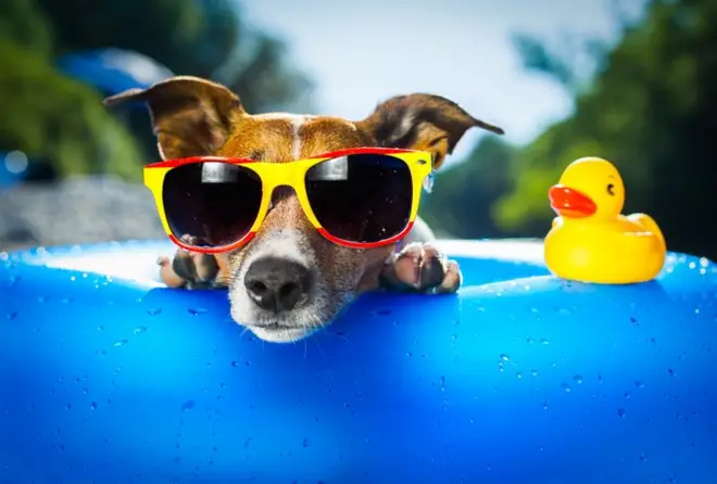 Dog on blue air mattress in water refreshing alongside a yellow rubber duckie