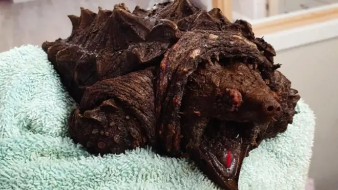 विचित्र जानवर 