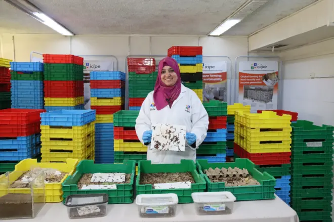 کرم‌های پلاستیک‌خوار