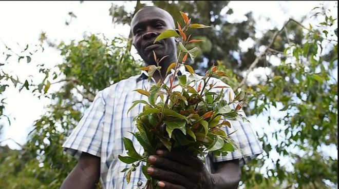 Qaadka noocyadiisa kala duwan ayaa Kenya ka baxa