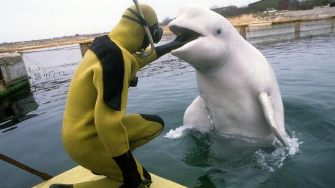 Тренировка дельфинов в Государственном океанариуме в Севастополе, 1992 год