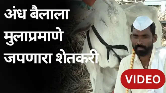 अंध बैलाला मुलाप्रमाणे जपणारा शेतकरी