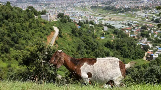 खसी घाँस चर्दै , पृष्ठभूमिमा बस्ती देखिन्छ