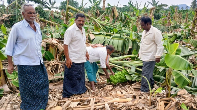 పడిపోయిన అరటి తోట
