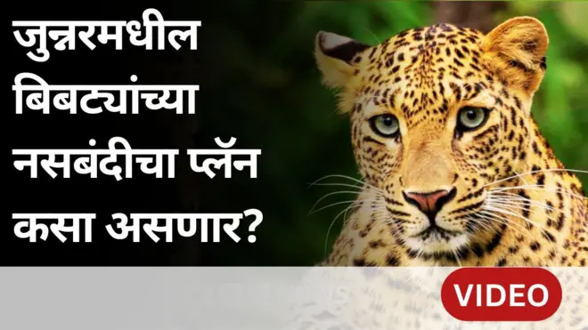 जुन्नरमधील शेतात राहणाऱ्या बिबट्यांची नसबंदी केल्यानं काय बदलणार?