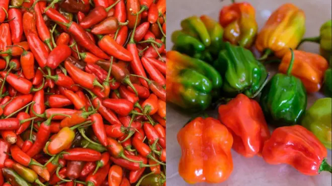 Ata rodo àti ṣọ̀mbọ̀