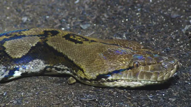 Голова пітона