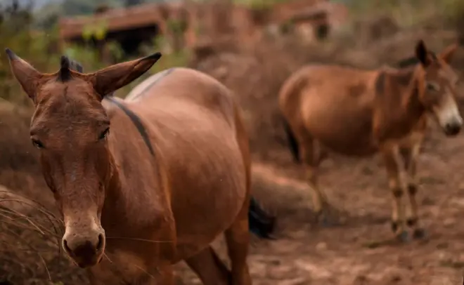 Jumentos em Bento Rodrigues, Mariana, Minas Gerais