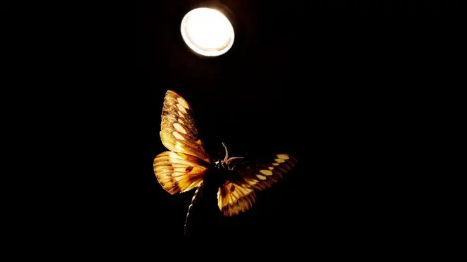 Метелик летить на світло