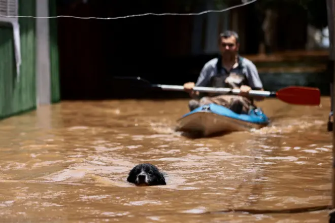 Cachorro nadandocasa casinoárea alagada