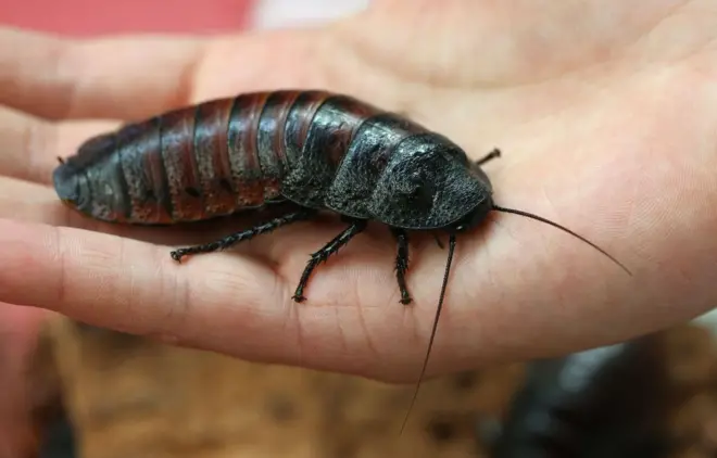 cockroaches