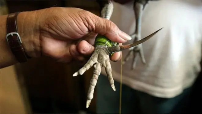 పందెం కోడి కాలికి కత్తి