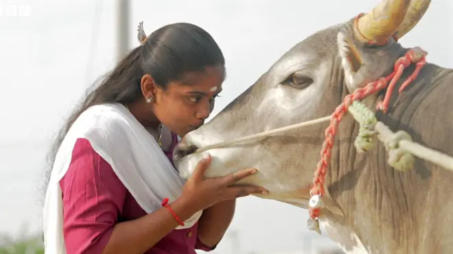ஜல்லிக்கட்டு: பெண்கள் மாடுபிடி வீரர்களாக பங்கேற்காதது ஏன்? எது தடுக்கிறது?