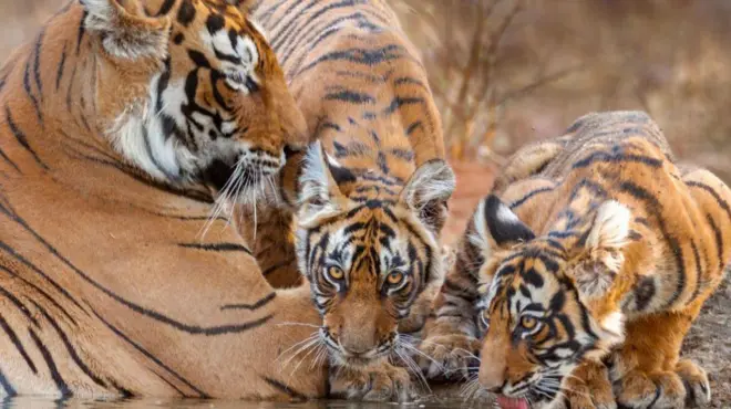 టైగర్స్