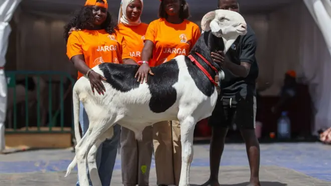 گوسفندهای ۷۰ هزار دلاری لادوم نگران عید قربان نیستند 