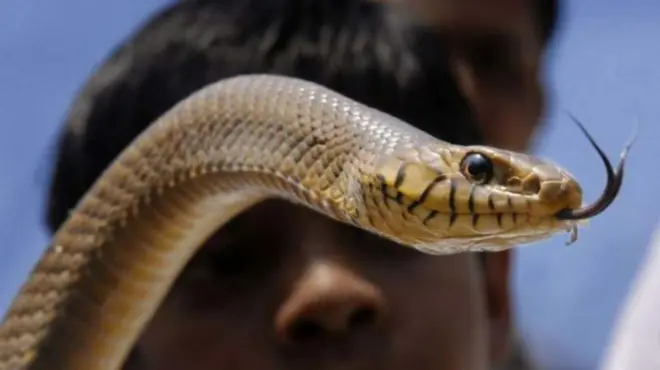 పాము కాటు