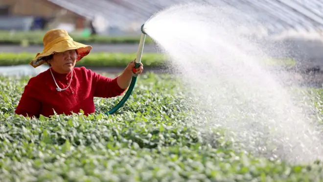 山東棗莊西王莊鎮一座溫室內一位女農夫給西紅柿苗澆水（21/12/2025）