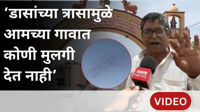 डासांच्या त्रासामुळे ‘या’ गावात माणसंच नाहीत, तर प्राणीही मच्छरदाणीतच राहतात