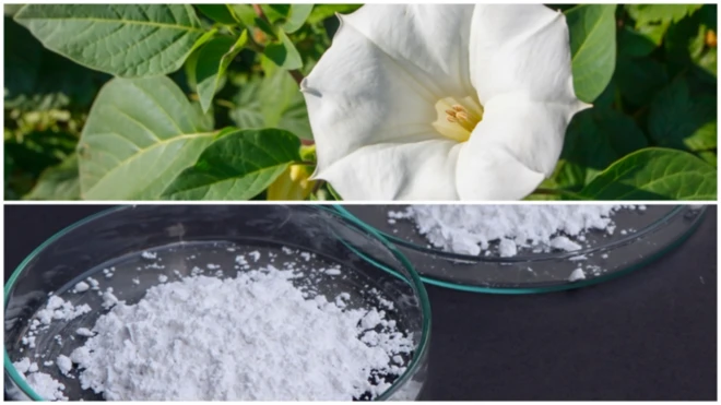 ఉమ్మెత్త పువ్వుతో తయారు చేసే డ్రగ్