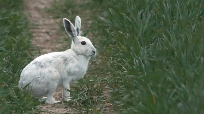 కుందేలు