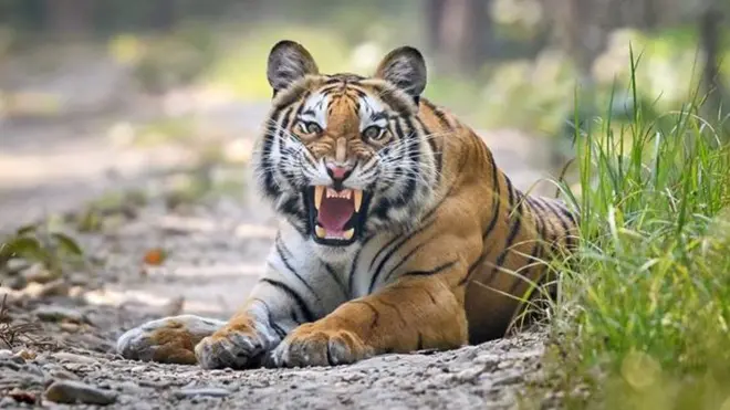 Umubare w'ingwe muri Nepal wikubye hejuru ya kabiri mu myaka 10 gusa