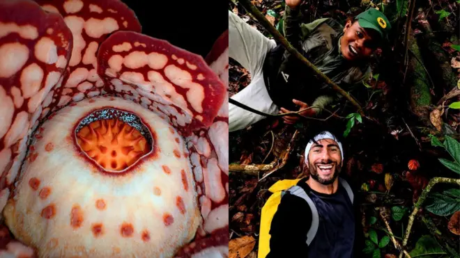 Rafflesia hasseltii (kiri), Dr Chris Thorogood dan Septian Andriki di dalam hutan (kanan).