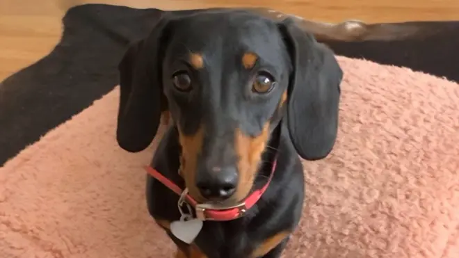 ఆస్ట్రేలియా, కుక్క పిల్ల కోసం వెదుకులాట