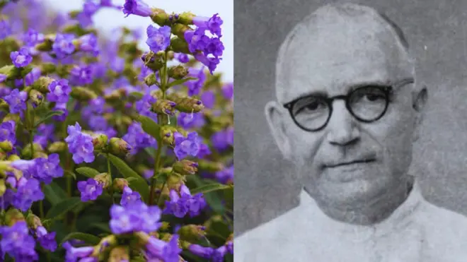 एकट्या महाराष्ट्रात वनस्पतीच्या 4,500 प्रजाती आहेत. या हजारो जातींच्या वर्गीकरणाचा पाया फादर हर्मनगिल्ड सांतापाऊ यांनी घातला.