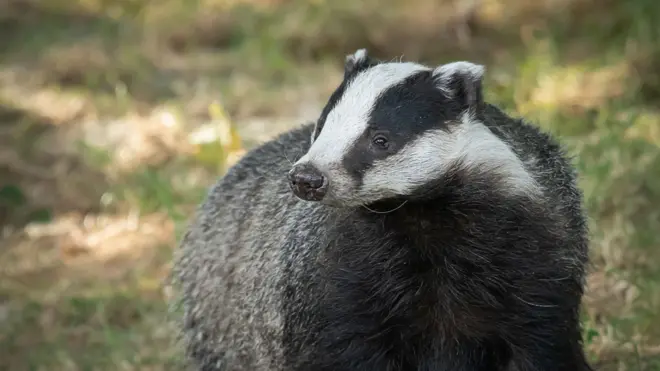 హనీ బ్యాడ్జర్ - దీని తెలివితేటలు అమోఘం