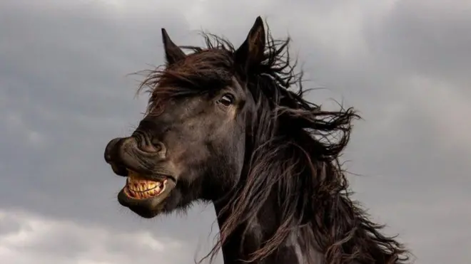 Maaf kofalte na kofalchiifta?