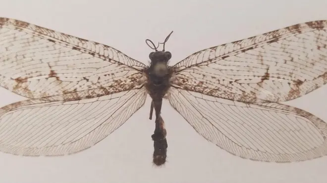 MICHAEL SKVARLA / PENN STATE