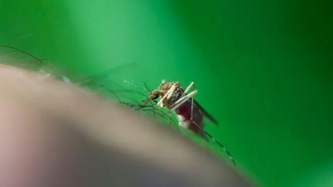 Batı nil virüsü sivrisineklerle yayılıyor 