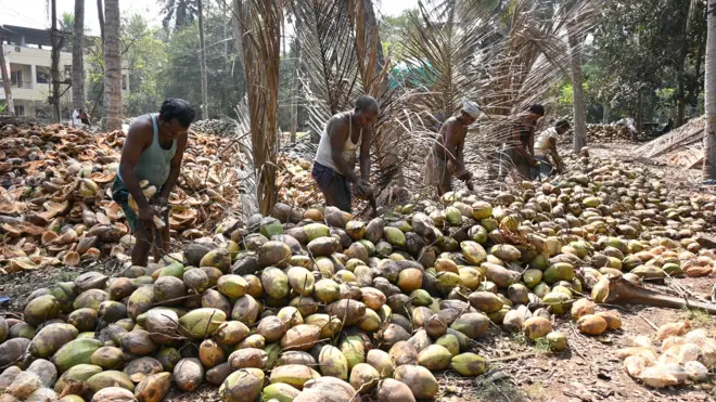 కొబ్బరి పంట, కోనసీమ