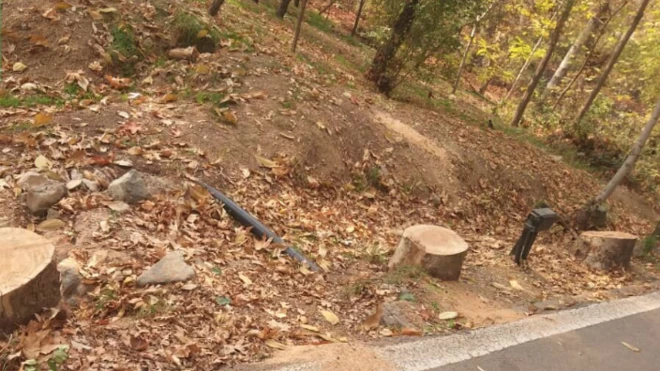 درختان قطع شده کاخ سعدآباد