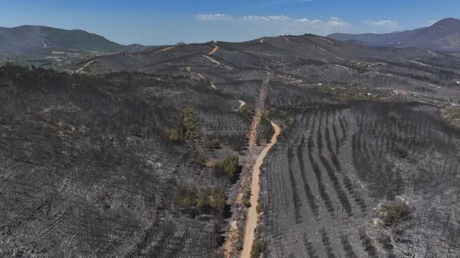 İzmir orman yangını sonrası görüntü