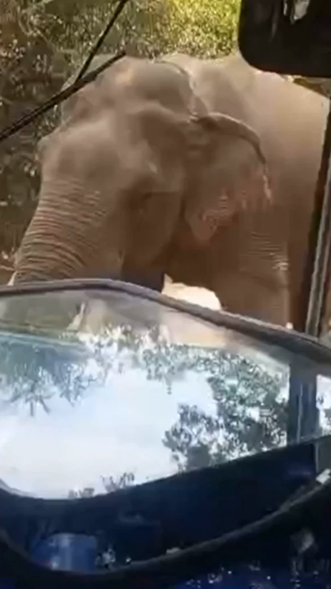 ఏనుగు