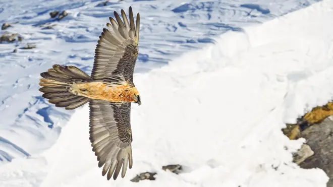 Великий птах летить на тлі засніжених гір