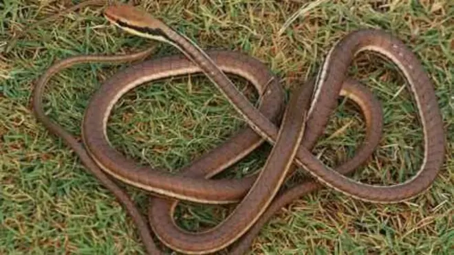 డెండ్రెలాఫిస్ ప్రోయార్కోస్