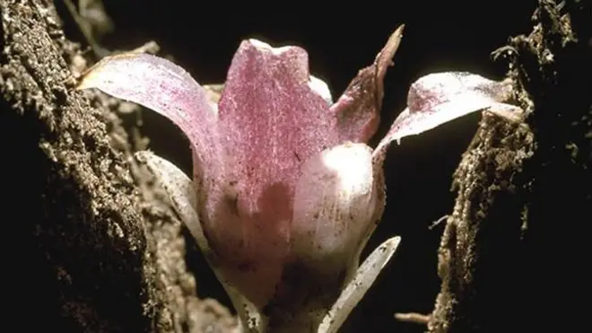 Орхідея Rhizanthella gardneri