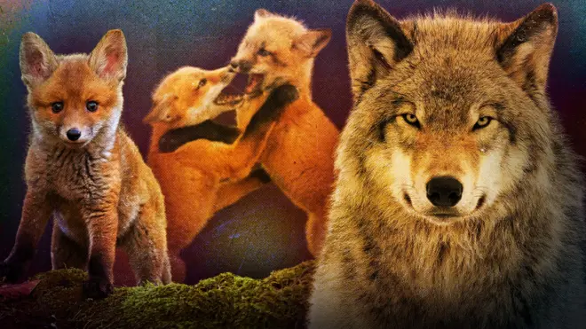 на зображенні лисиці і вовк