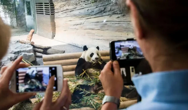 Des visiteurs prennent des photos de panda avec leur téléphone portable au zoo de Berlin