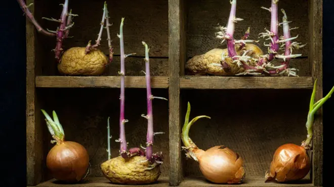 Proklijali krompiri na polici