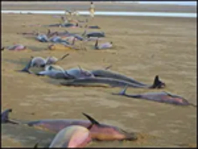 ماهی‌های مرده در ساحل