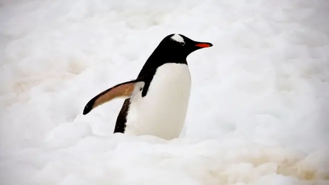 వైరల్ పెంగ్విన్, ఎన్‌కౌంటర్స్ ఎట్ ద ఎండ్ ఆఫ్ ది వరల్డ్