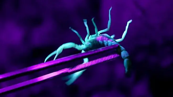 A scientist holds a scorpion under an ultraviolet light, which makes the animal glow