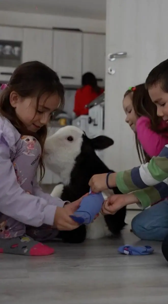 Deca maze tele u kući