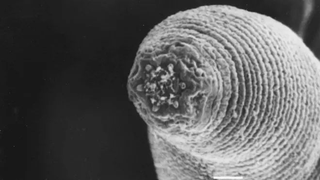 Imagen en blanco y negro, en primer plano extremo, de la cabeza de un gusano, que muestra crestas en forma de anillo alrededor de su cuerpo y una pequeña boca circular en el centro, sobre un fondo oscuro.