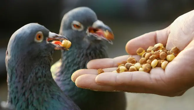 पुणे, मुंबईच्या पालिका का म्हणतायत? कबुतर जा.. जा.. जा..