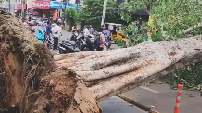 కూలిన వృక్షం